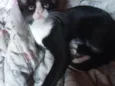 Zezinho