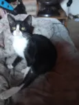 Huguinho