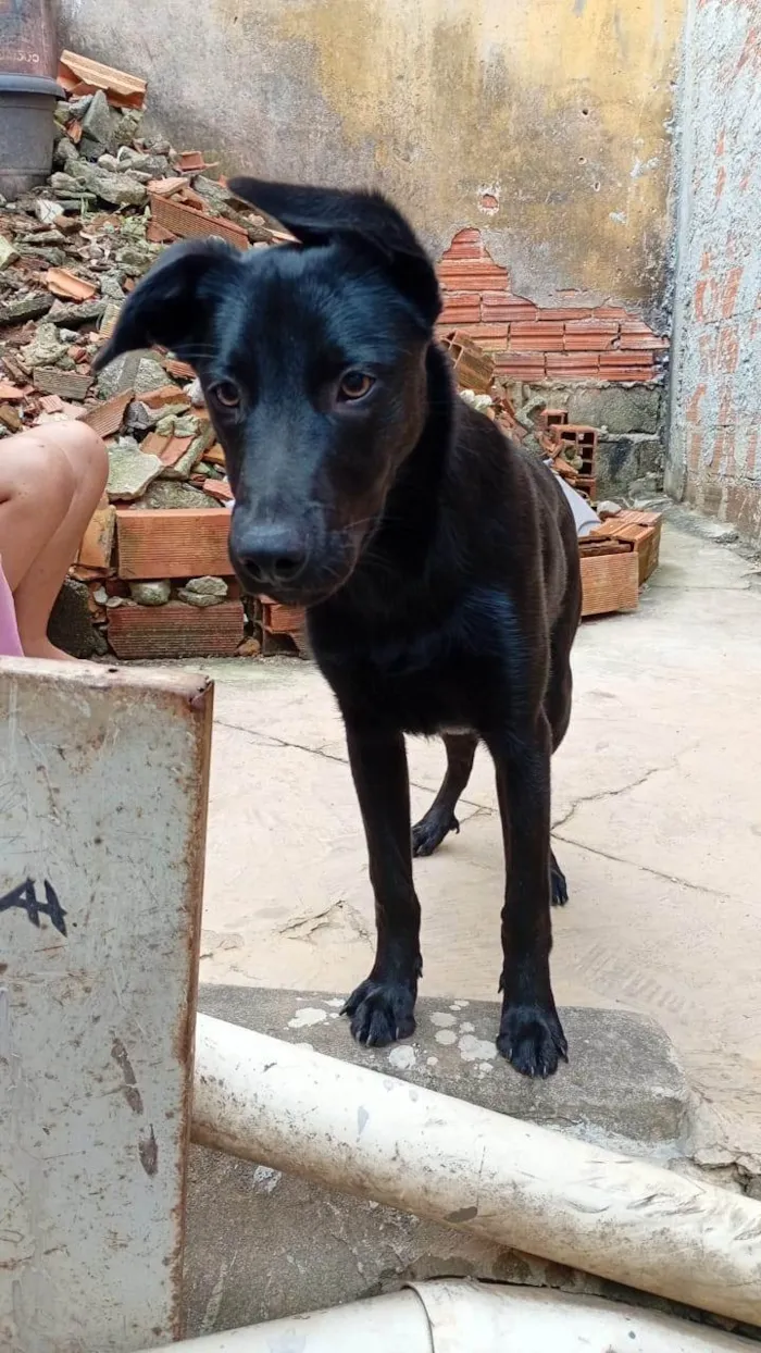 Cachorro ra a SRD-ViraLata idade 2 a 6 meses nome Adoção Urgente