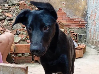 Cachorro raça SRD-ViraLata idade 2 a 6 meses nome Adoção Urgente