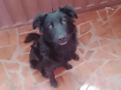 Cachorro raça SRD-ViraLata idade 7 a 11 meses nome Ralphe