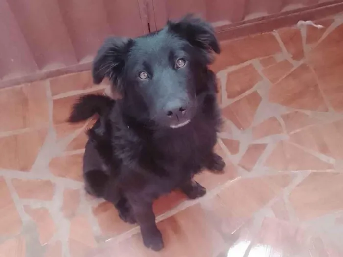 Cachorro ra a SRD-ViraLata idade 7 a 11 meses nome Ralphe