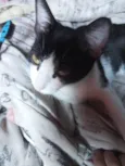 Princesa