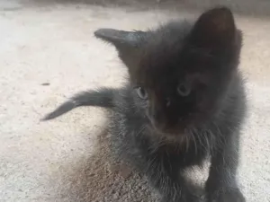 Gato raça SRD-ViraLata idade Abaixo de 2 meses nome Sereia 