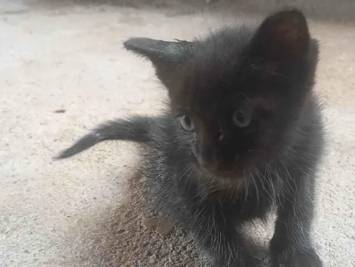 Gato ra a SRD-ViraLata idade Abaixo de 2 meses nome Sereia 