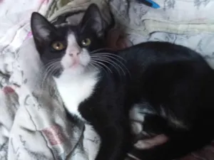 Gato raça American Shorthair idade 2 a 6 meses nome Zezinho