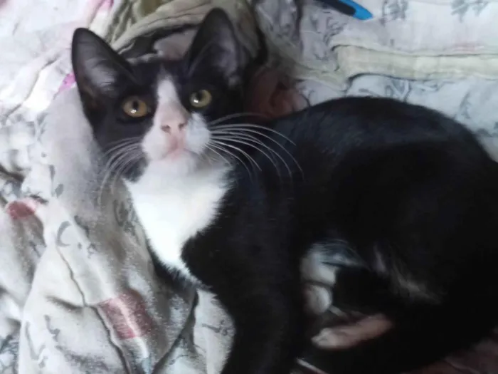Gato ra a American Shorthair idade 2 a 6 meses nome Zezinho