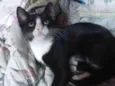 Zezinho