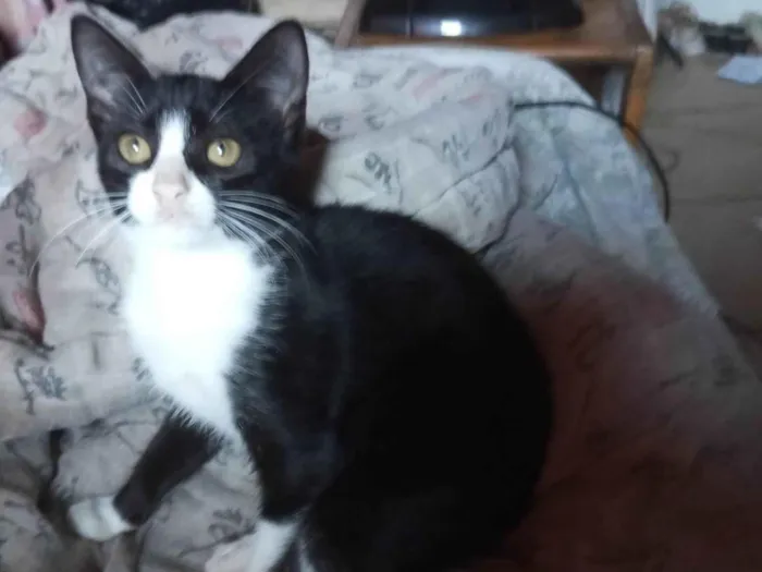 Gato ra a American Shorthair idade 2 a 6 meses nome Huguinho