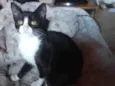Huguinho