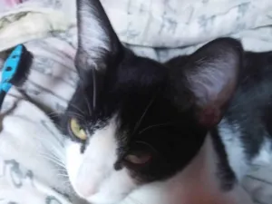 Gato raça American Shorthair idade 7 a 11 meses nome Princesa 