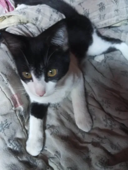 Gato raça American Shorthair idade 7 a 11 meses nome Mordidinho ( foi mordido por um outro gato quando era filhotinho)