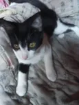 Mordidinho ( foi mordido por um outro gato quando era filhotinho)