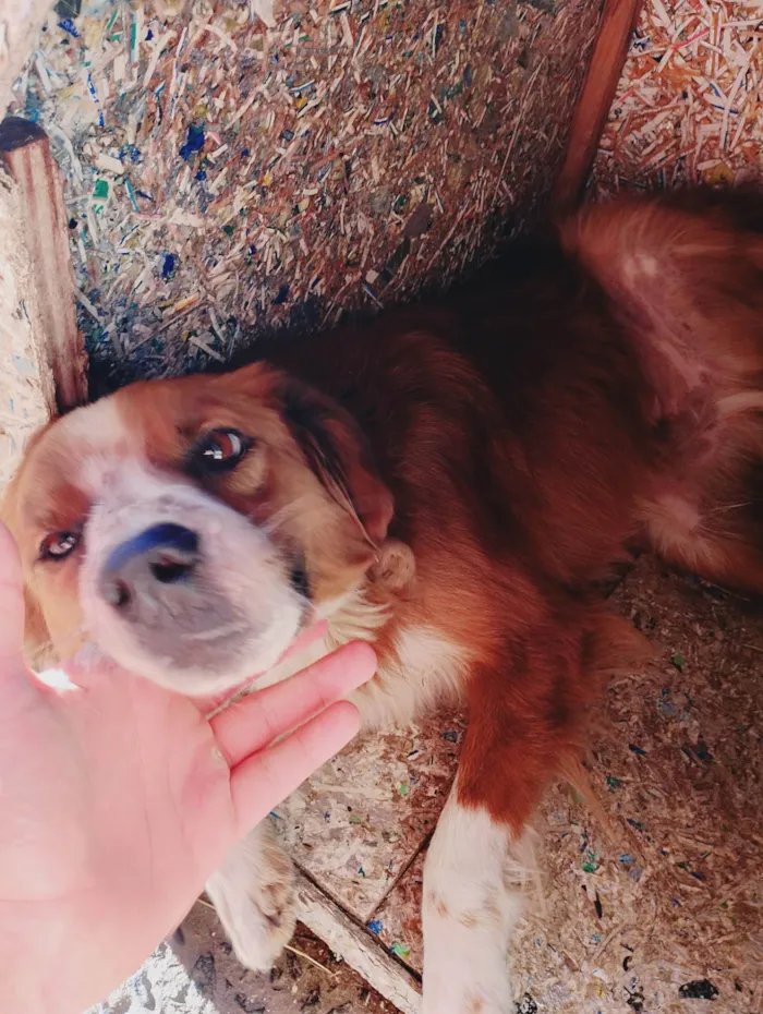Cachorro ra a SRD-ViraLata idade 4 anos nome Yago