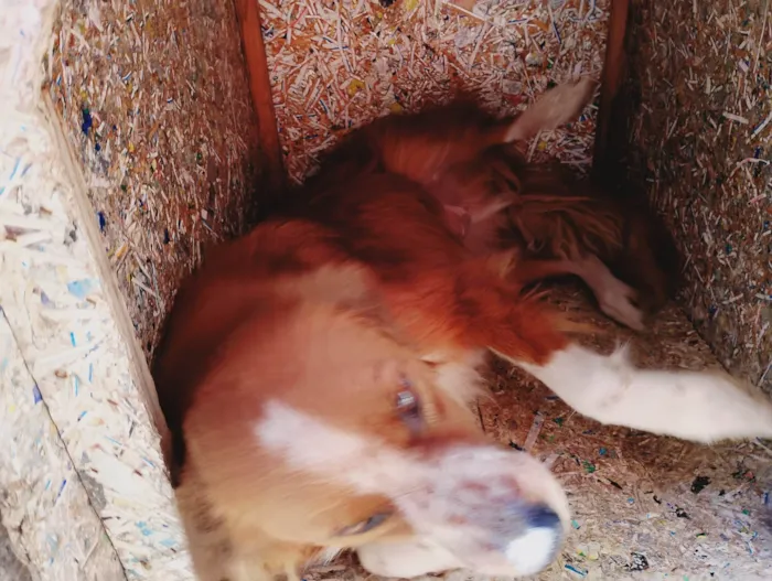 Cachorro ra a SRD-ViraLata idade 4 anos nome Yago