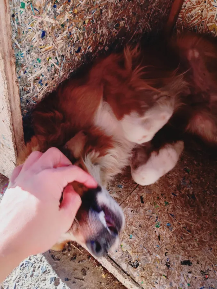 Cachorro ra a SRD-ViraLata idade 4 anos nome Yago