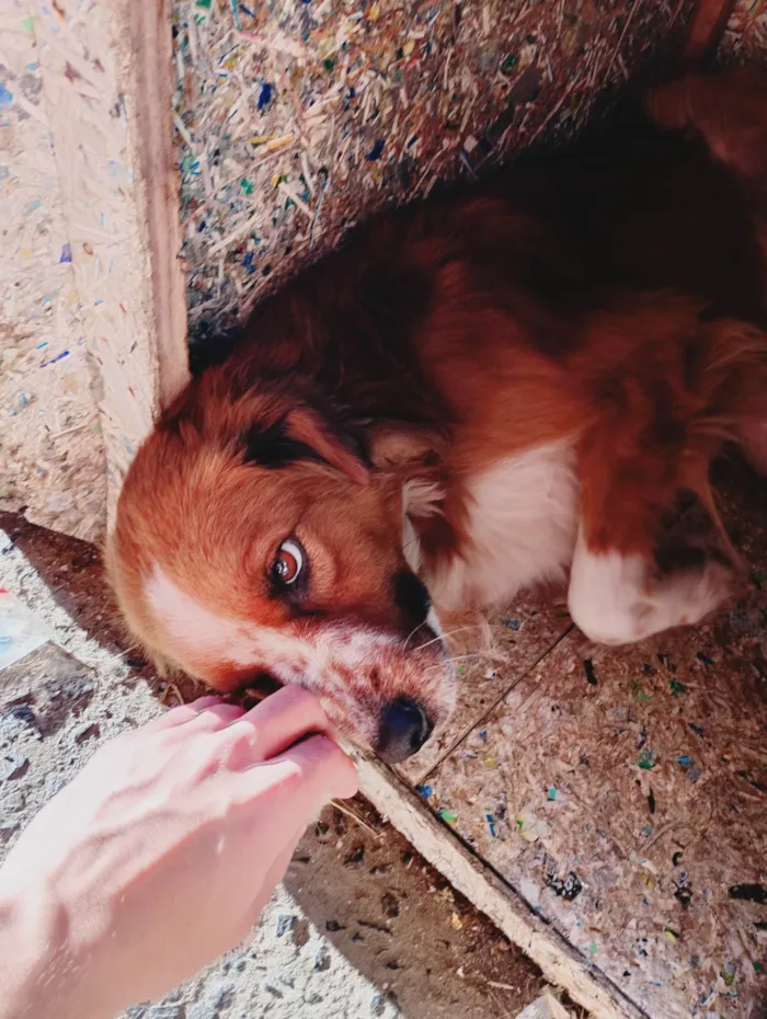 Cachorro ra a SRD-ViraLata idade 4 anos nome Yago