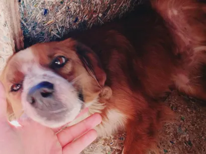 Cachorro raça SRD-ViraLata idade 4 anos nome Yago