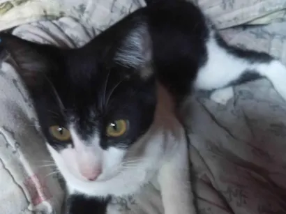 Gato raça American Shorthair idade 7 a 11 meses nome Mordidinho ( foi mordido por um outro gato quando era filhotinho)