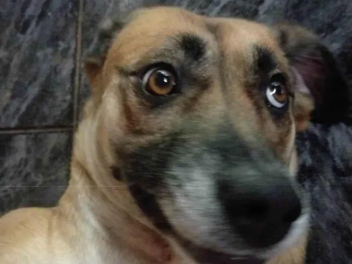 Cachorro ra a SRD-ViraLata idade 3 anos nome Ravena 