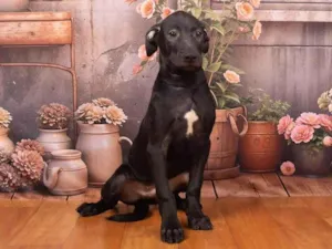Cachorro raça SRD-ViraLata idade 2 a 6 meses nome Bento 