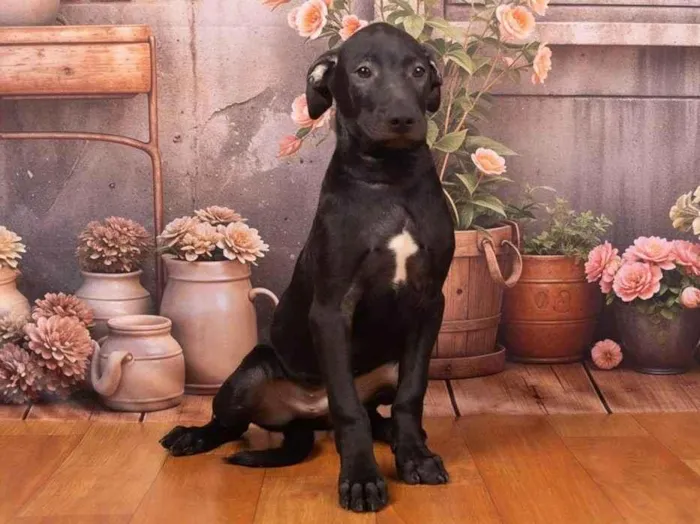Cachorro ra a SRD-ViraLata idade 2 a 6 meses nome Bento 