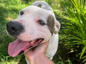 Cachorro raça Pit-Bull idade 3 anos nome Theo 