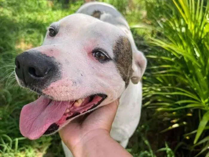 Cachorro ra a Pit-Bull idade 3 anos nome Theo 