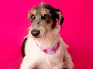 Cachorro raça SRD-ViraLata idade 1 ano nome Nina 