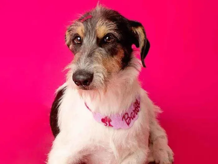 Cachorro ra a SRD-ViraLata idade 1 ano nome Nina 