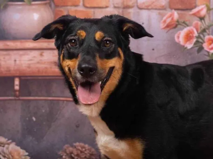 Cachorro ra a SRD-ViraLata idade 2 anos nome Kyara 
