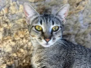 Gato raça SRD-ViraLata idade 1 ano nome Sophie 