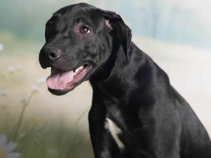 Cachorro ra a SRD-ViraLata idade 2 a 6 meses nome Bento 