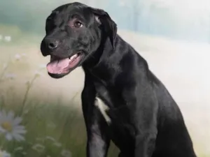 Cachorro raça SRD-ViraLata idade 2 a 6 meses nome Bento 