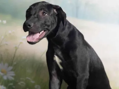 Cachorro raça SRD-ViraLata idade 2 a 6 meses nome Bento 