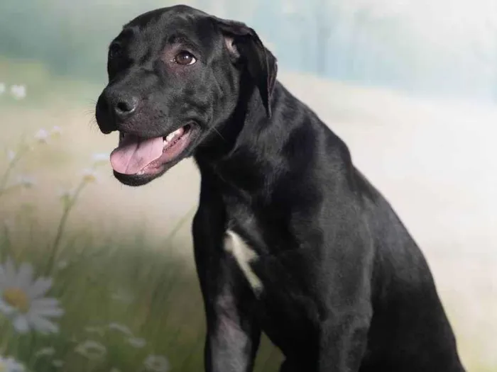 Cachorro ra a SRD-ViraLata idade 2 a 6 meses nome Bento 