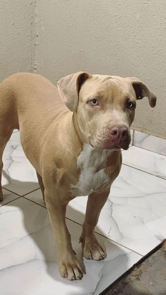 Cachorro ra a Pit-Bull idade 7 a 11 meses nome Aysha