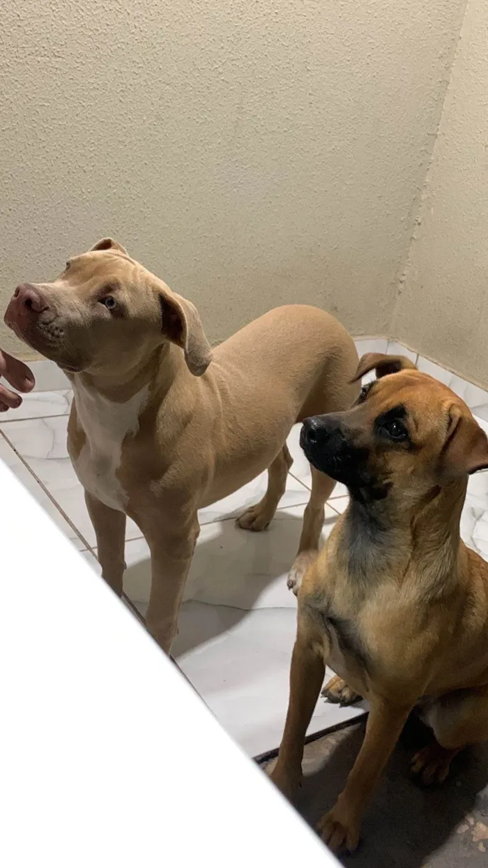 Cachorro ra a Pit-Bull idade 7 a 11 meses nome Aysha