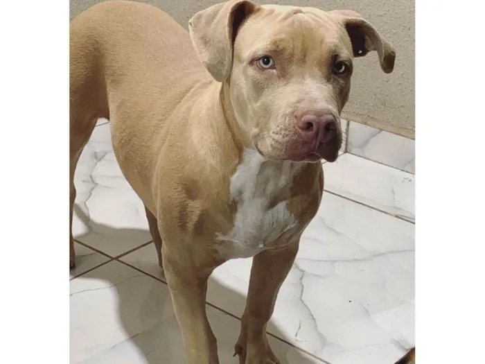 Cachorro ra a Pit-Bull idade 7 a 11 meses nome Aysha
