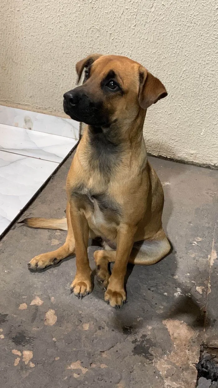 Cachorro ra a SRD-ViraLata idade 7 a 11 meses nome Mel