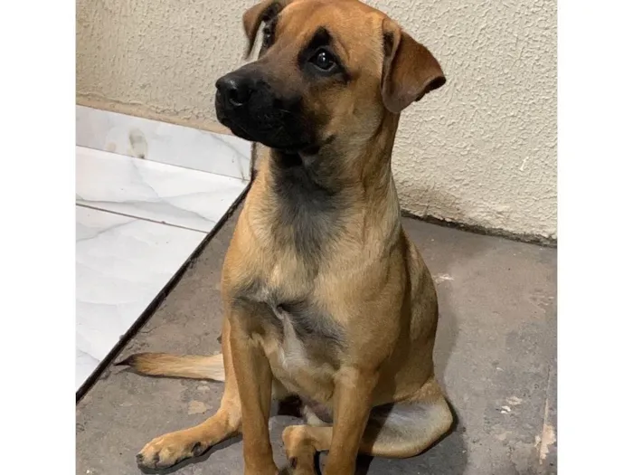 Cachorro ra a SRD-ViraLata idade 7 a 11 meses nome Mel