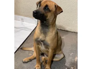 Cachorro raça SRD-ViraLata idade 7 a 11 meses nome Mel