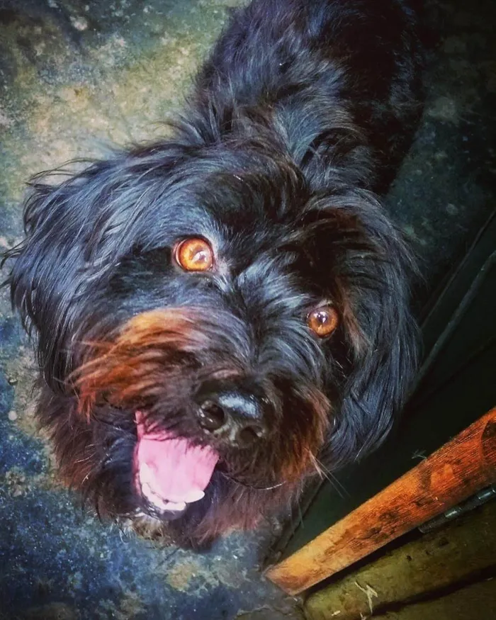 Cachorro ra a SRD-ViraLata idade 6 ou mais anos nome Peludinho 