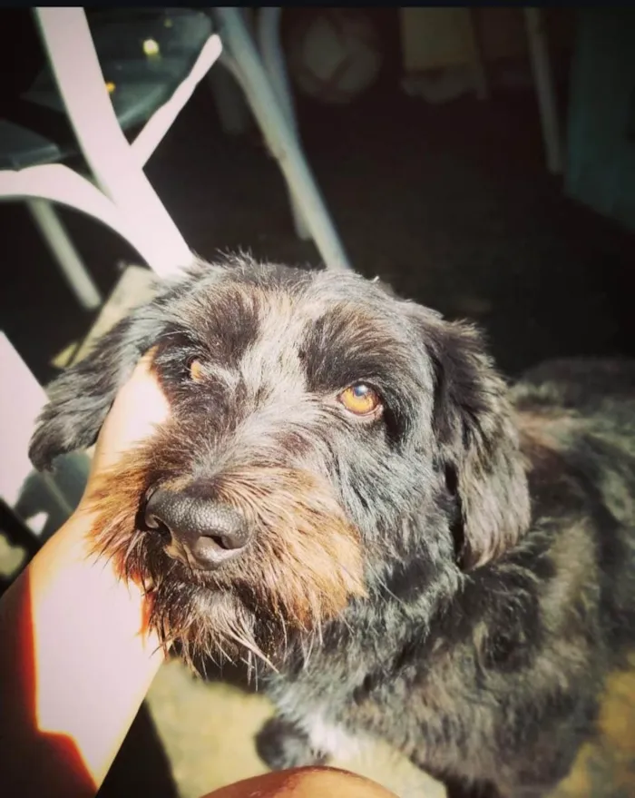 Cachorro ra a SRD-ViraLata idade 6 ou mais anos nome Peludinho 
