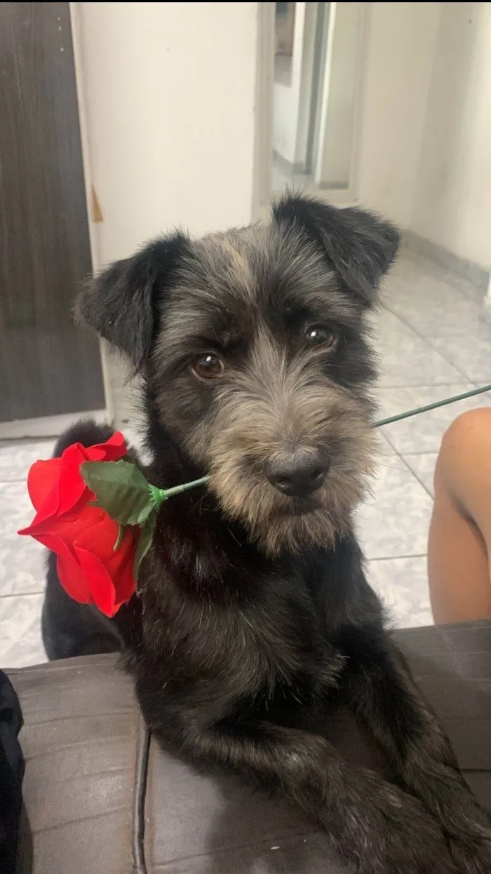 Cachorro ra a Shitzu idade 2 anos nome Lua