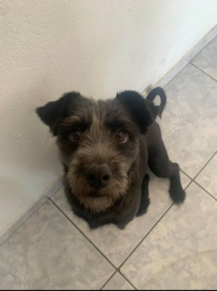 Cachorro ra a Shitzu idade 2 anos nome Lua
