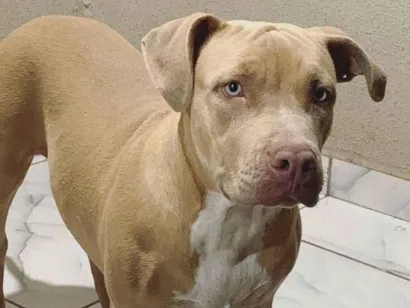 Cachorro raça Pit-Bull idade 7 a 11 meses nome Aysha