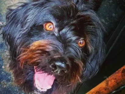 Cachorro raça SRD-ViraLata idade 6 ou mais anos nome Peludinho 