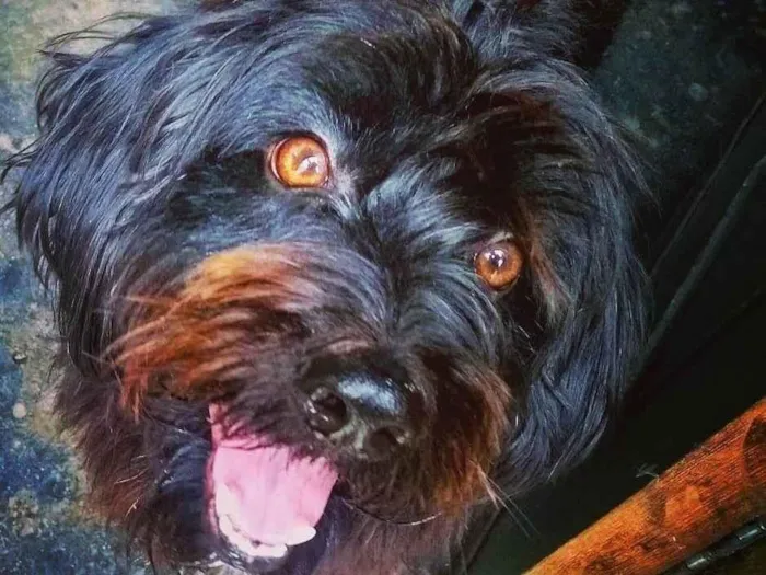 Cachorro ra a SRD-ViraLata idade 6 ou mais anos nome Peludinho 