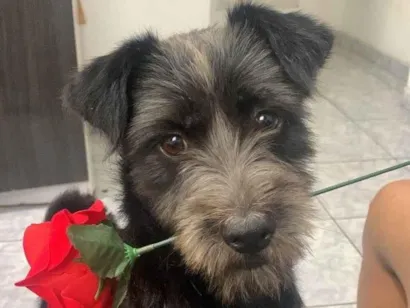 Cachorro raça Shitzu idade 2 anos nome Lua